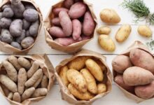 Different Potato Types