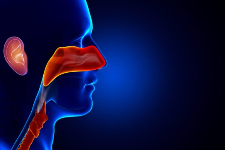 Navigating Ear, Nose, and Throat Wellness