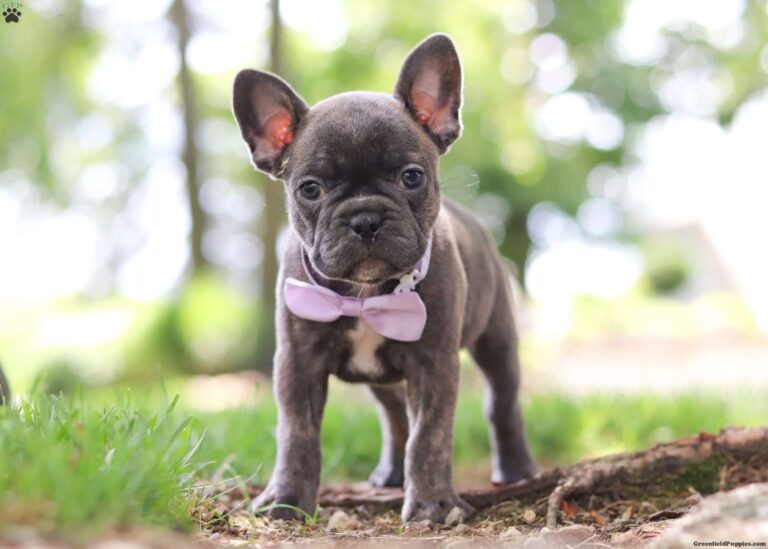 Where to Find Frenchton Puppies for Sale?
