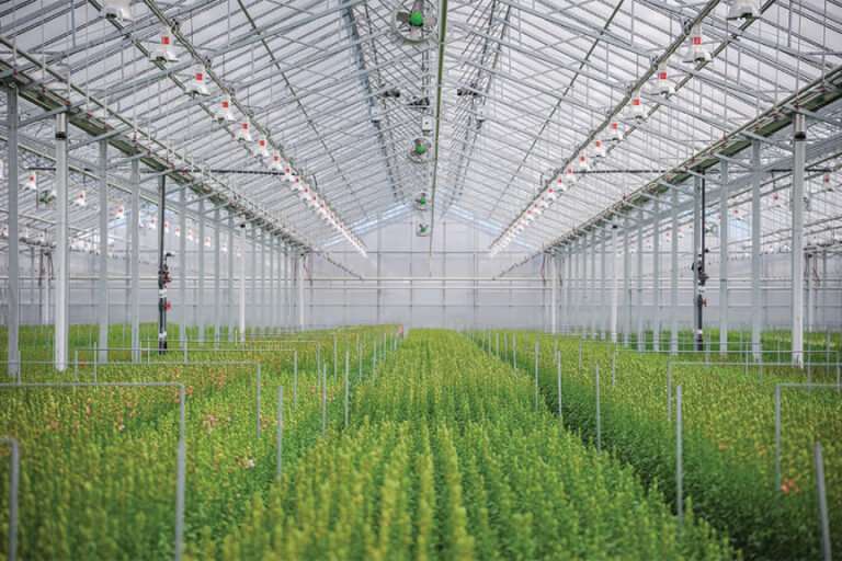 Greenhouse LED Lighting Systems: Revolutionizing Horticulture