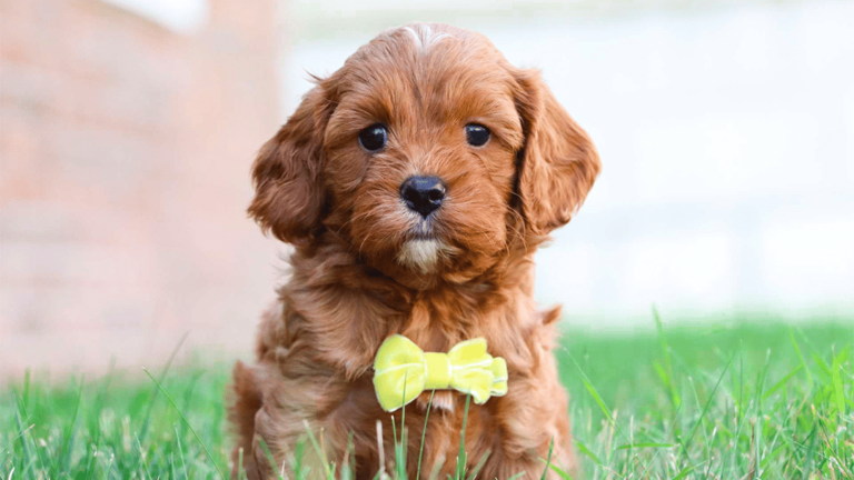 Cavapoo Puppies and Crockett Doodles Availability