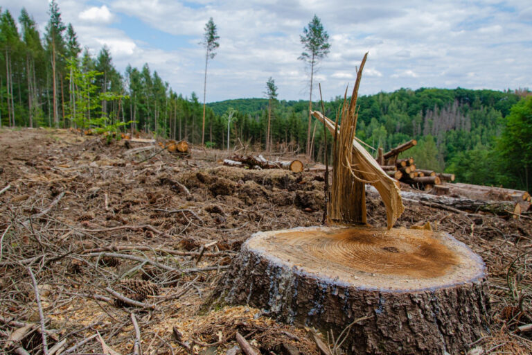 Deforestation-Free Europe: How EUDR is Driving Positive Change