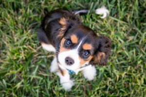 How to Choose the Right Shiba Inu Puppy