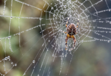 Ultimate Guide to Spider Removal