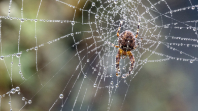 Ultimate Guide to Spider Removal