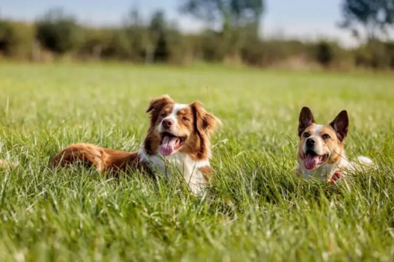 Tickzoo: A Deep Dive into its History, Controversy, Competitors, and Effects