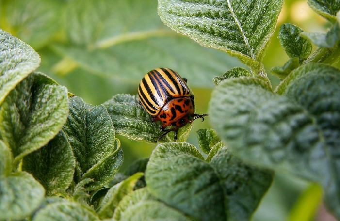 Common Pests Found in Backyards and Their Impact on Comfort